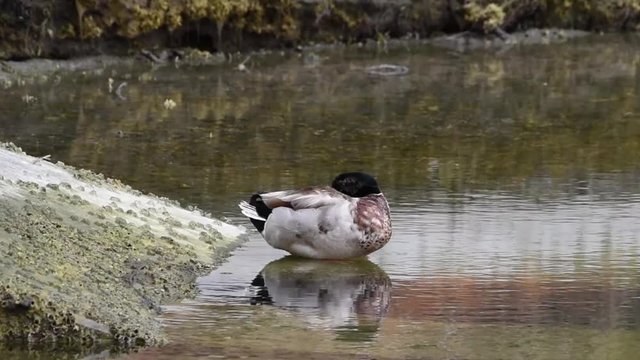 HD Video of a male Northern Shoveler duck sleeping in a shallow water, shakes foot then goes back to sleep. This species is unmistakable in the northern hemisphere due to its large spatulate bill.