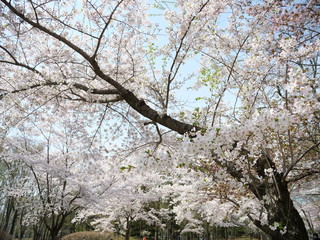 さくら、sakura