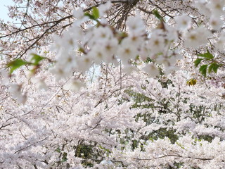 さくら、sakura