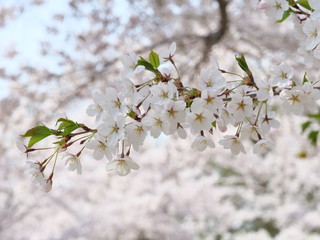 さくら、sakura