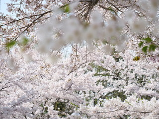 さくら、sakura