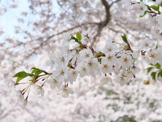 さくら、sakura