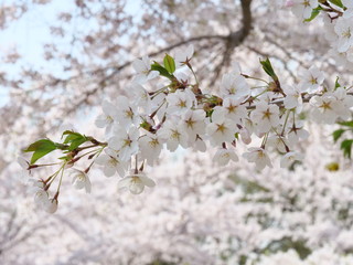 さくら、sakura