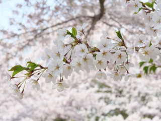 さくら、sakura