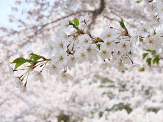 さくら、sakura