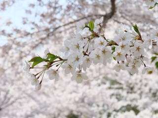 さくら、sakura