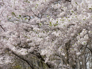 さくら、sakura