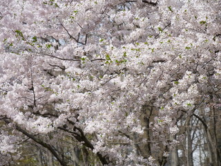 さくら、sakura