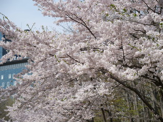 さくら、sakura