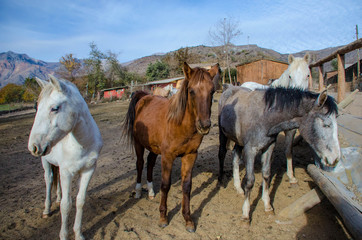 Obraz premium several horses on a farm. horses of different colors freely walking around the farm