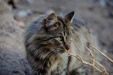 cat that lives on the farm. multi-colored cat. fluffy cat. black and white photography