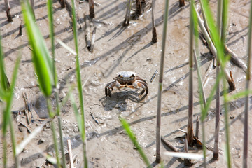 crab on mud