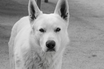 white dog close up. black and white photography