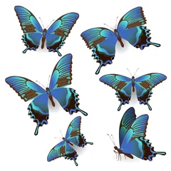 Papier Peint photo Papillons Ensemble de papillons de voilier réalistes bleus isolés sur fond blanc. Image vectorielle. Pour la conception d& 39 invitations de mariage, de bannières, de dépliants, d& 39 autocollants et plus encore
