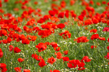 Mohnblumenfeld mit leuchtend rotem Klatschmohn