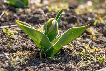 Blooming young flowers in the tulip beds. The beginning of May bloom in the garden of a public park with the arrival of spring