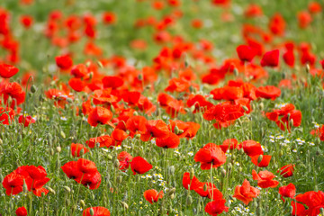 Mohnblumenfeld mit leuchtend rotem Klatschmohn