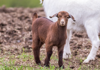 Fototapeta premium Adorable young brown colored Boer Goat with lop ears stands next to white female goat in early spring field at dusk