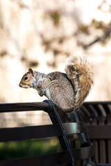 Squirrel on a bench in Battery Park, NYC