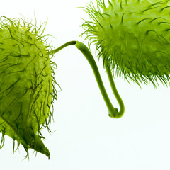 Close up flowers and plants