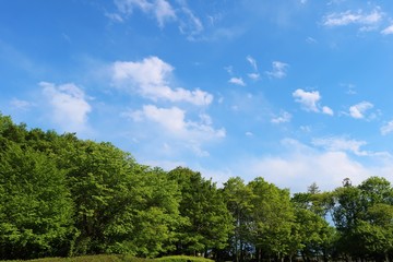 Fototapeta na wymiar 風景　緑　森林　空　雲　晴れ　杤木