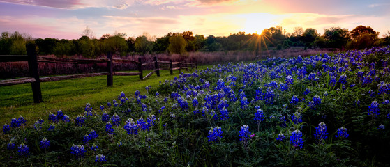 Texas Bluebonnets