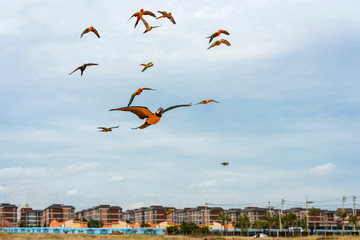 Parrots flying in the sky.