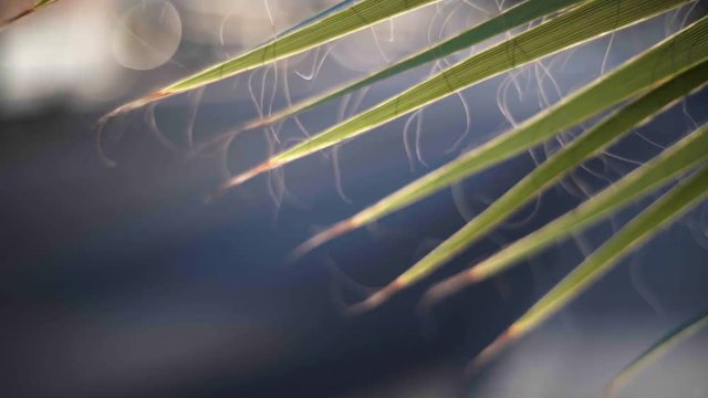 Close-up shot of leaves in a bush bouncing with the wind partially lit by sun light and blurry background (bokeh).
