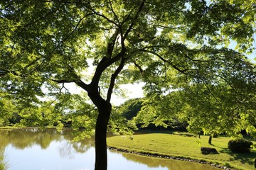 風景　春　緑　池　爽やか　公園　杤木　