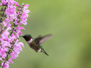 Male Ruby-throated Hummingbird, Archilochus colubris, feeds on Meadow Sage (Salvia Pretensis), a pink perennial flower in Spring