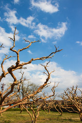 Unusual crooked branches of the tree and blue sky with clouds.