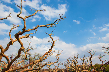 Unusual crooked branches of the tree and blue sky with clouds.