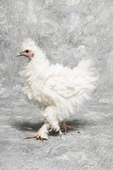 Pet photography of a pet chicken