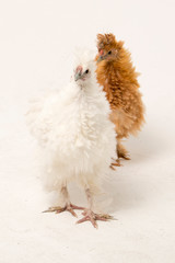 Pet photography of a pet chicken