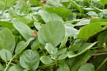 Fototapeta na wymiar Basella alba L. or Ceylon Spinach, Thai herb use relieve Ringworm and Tinea Versicolor