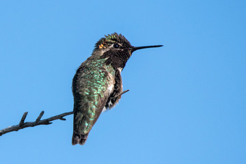 Anna's Hummingbird