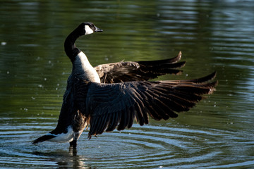 Canada Goose Flapping Wings