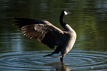 Canada Goose Flapping Wings