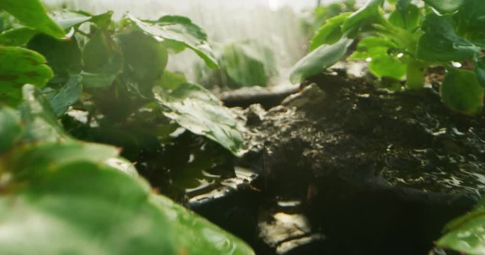 Slow motion macro of young plants are watering with automatic irrigation system in a greenhouse.