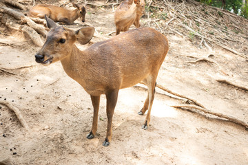 Lovely Brown Deer in the zoo