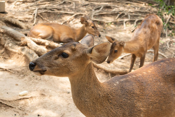Lovely Brown Deer in the zoo