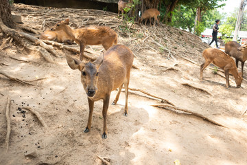 Lovely Brown Deer in the zoo