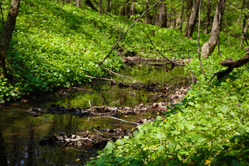 Fototapeta na wymiar Spring creek in the forest
