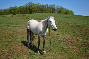 Naklejka na ściany i meble White horse grazing in a meadow