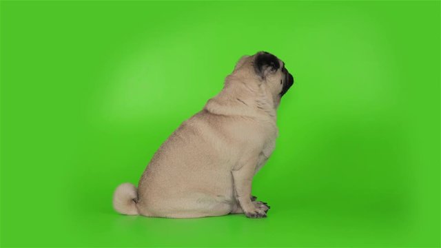 Cute pug dog attack, pouncing, fighting with green sreen. Back view