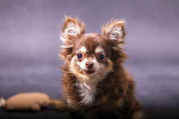Chihuahua dog