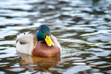 macro photo of a male wild Mallard