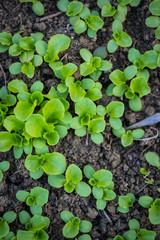 Small young little sprouts and seedlings in soil ground growing up on sunny day, Salad leaves