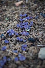 Small young little sprouts and seedlings in soil ground growing up on sunny day, Basil leaves.