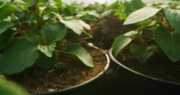 Slow motion macro of young plants are watering with automatic irrigation system in a greenhouse.